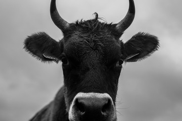 Dairy cow in an agricultural meadow. close up of cows. green meadow