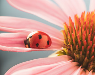 red ladybug on Echinacea flower, ladybird creeps on stem of plant in spring in garden in summer © Chepko Danil