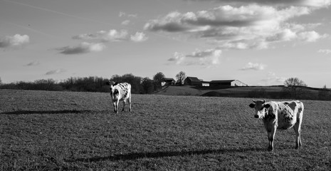 Dairy cow in an agricultural meadow. close up of cows. green meadow