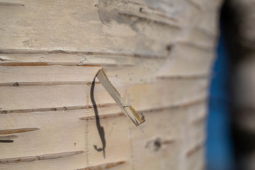 close up of tree bark. birch trees