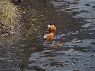 Three ducks swim on the pond - obrazy, fototapety, plakaty