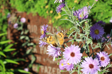 Butterfly on the flowers by the grave