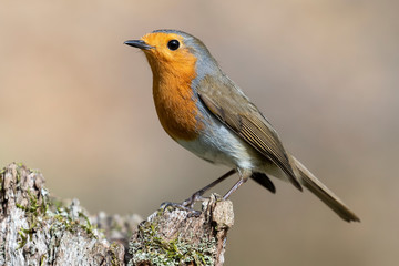 Erithacus rubecula (European robin) perched on a mossy trunk on a light uniform background