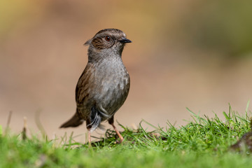 Prunella modularis (Dunnock) perched in the grass on a light background out of focus.