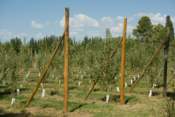Apple plantation in Argentina