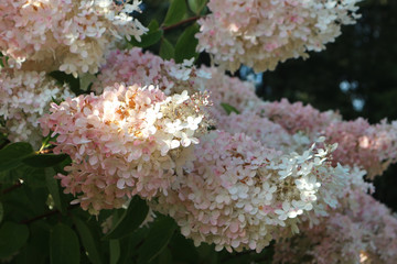 Flowering shrubs