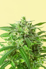 Big Medical Marijuana Bud or CBD Hemp Flower Growing on Cannabis Plant on Minimal Yellow Background
