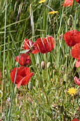 Obraz premium Small flowers discarding on the green mantle