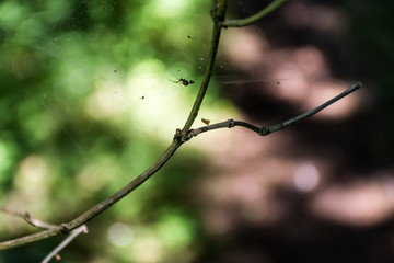 Spinne in Netz und Ast vor Bokeh Hintergrund