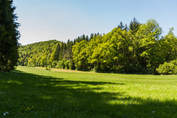 Bäume und Wisen im Sommer