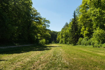 Fototapeta premium Bäume und Wisen im Sommer