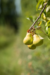 Pear on tree