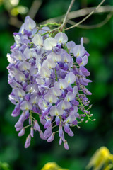 Detail of Wisteria floribunda flowers grapes in bloom, early summer violet purple flowering tree