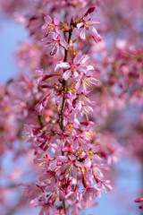 Prunus okame flowering early spring ornamental tree, beautiful small pink flowers in bloom