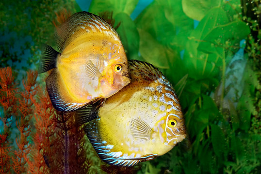Yellow Discus aquarium fish floating on a background of  plants.