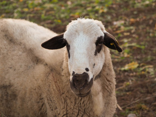 Sheep looking right to the camera