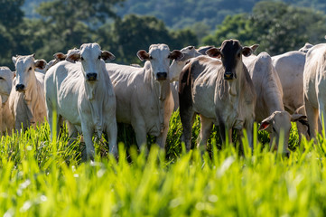 Pantanal cattle grazing in Brazilian livestock