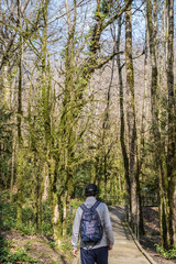 In the winter senior man is walking along a hiking trail among relict trees in the yew-boxwood grove of the Caucasian Biosphere Reserve.