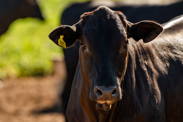Pantanal cattle grazing in Brazilian livestock
