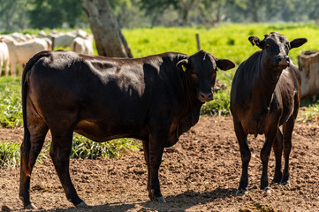 Pantanal cattle grazing in Brazilian livestock