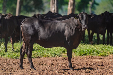 Pantanal cattle grazing in Brazilian livestock