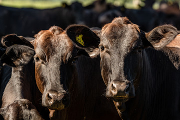 Pantanal cattle grazing in Brazilian livestock