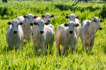 Pantanal cattle grazing in Brazilian livestock