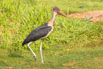 Marabou stork (Leptoptilos crumeniferus), Entebbe, Uganda.