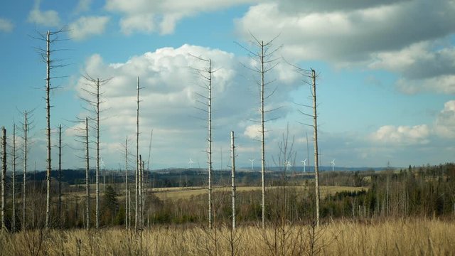Bark wood beetle pest Ips typographus infestation, spruce and bast tree infested attacked by European spruce, wood larva and larvae, wind power mill mast turbines blades electricity, calamity