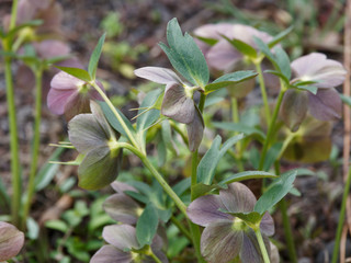 Hellébore pourpre (Helleborus purpurascens)