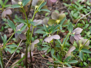 Hellébore pourpre (Helleborus purpurascens). Feuillage vert, brillant et lobées aux cymes de fleurs pendantes en coupe de couleur gris pourpré au rose foncé ombré de vert