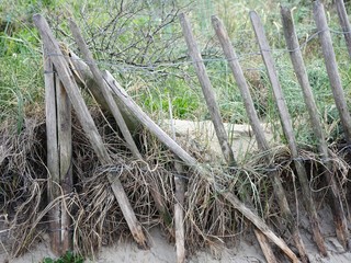 destroyed wooden fence with round posts and barbed wire, set in the sandy bottom of a wild herbaceous meadow with many dead plants