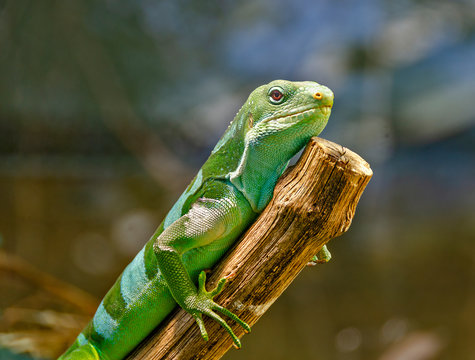Fiji banded iguana