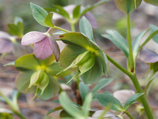 Hellébore pourpre (Helleborus purpurascens). Feuillage vert, brillant et lobées aux cymes de fleurs pendantes en coupe de couleur gris pourpré au rose foncé ombré de vert
