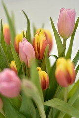 colorful tulips on green background
