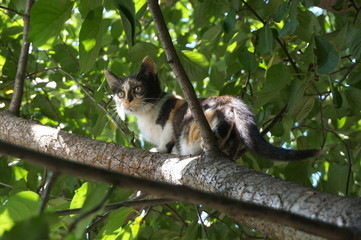 Tricolor little cat sits on a tree