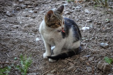 A simple yard kitten on the street shows tongue