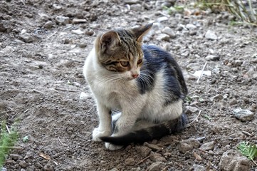 Fototapeta premium Simple yard kitten on the street