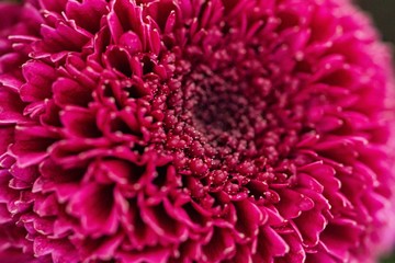 Macroaufnahme einer Chrysantheme