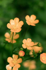 Obraz premium Natural flowers of striking colors in the field. Macro flower with fresh light 