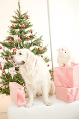Celebrating Christmas. Golden retriever dog in front of the Christmas tree