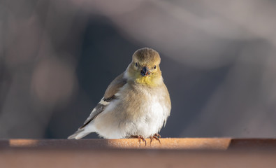 American goldfinch (spinus tristis) with winter plumage on a feeder in Algonquin Park