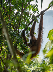 Orang Utans im Nationalpark Bukit Lawang/Sumatra