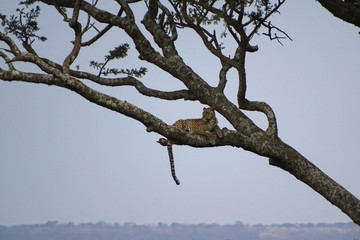 Panthera pardus pardus