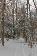 Obraz premium Following The Tracks