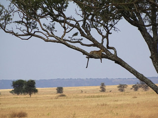 Panthera pardus pardus