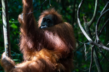 Orang Utans im Nationalpark Bukit Lawang/Sumatra
