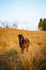 Cute small black horse standing still in yellow grass field