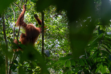 Orang Utans im Nationalpark Bukit Lawang/Sumatra
