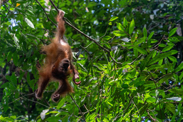 Naklejka premium Orang Utans im Nationalpark Bukit Lawang/Sumatra
